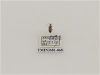 藏品(鞘翅目(1))的圖片